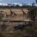 5 raisons de faire un safari en famille après COVID-19