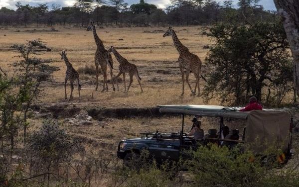 5 raisons de faire un safari en famille après l’épidémie de Covid-19