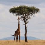 Voyager en Afrique : les choses à découvrir