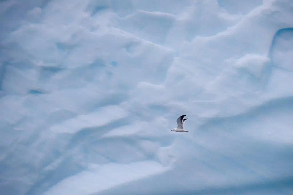 Les bons plans pour une croisière en Antarctique à petit prix