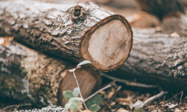 Bûche de bois densifiée, une alternative intéressante au bois classique