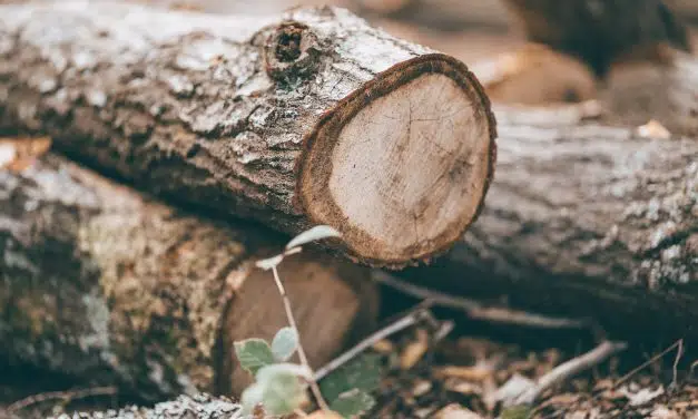Bûche de bois densifiée, une alternative intéressante au bois classique
