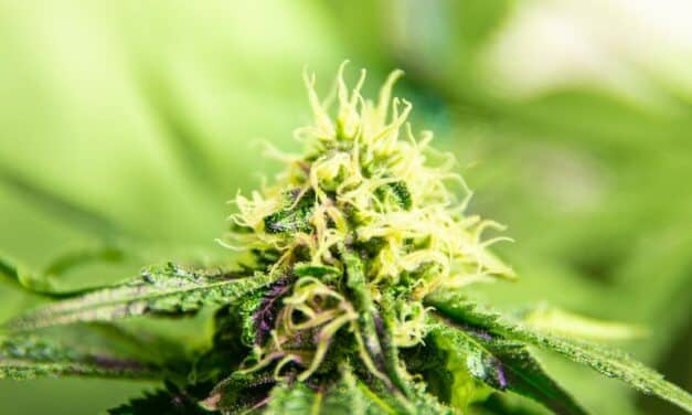 Comment trouver la meilleure fleur de cannabis en ligne en thaïlande ?