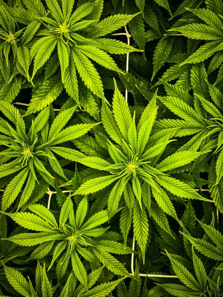 Quels sont les avantages et les inconvénients liés à la livraison du cannabis dans les îles ?