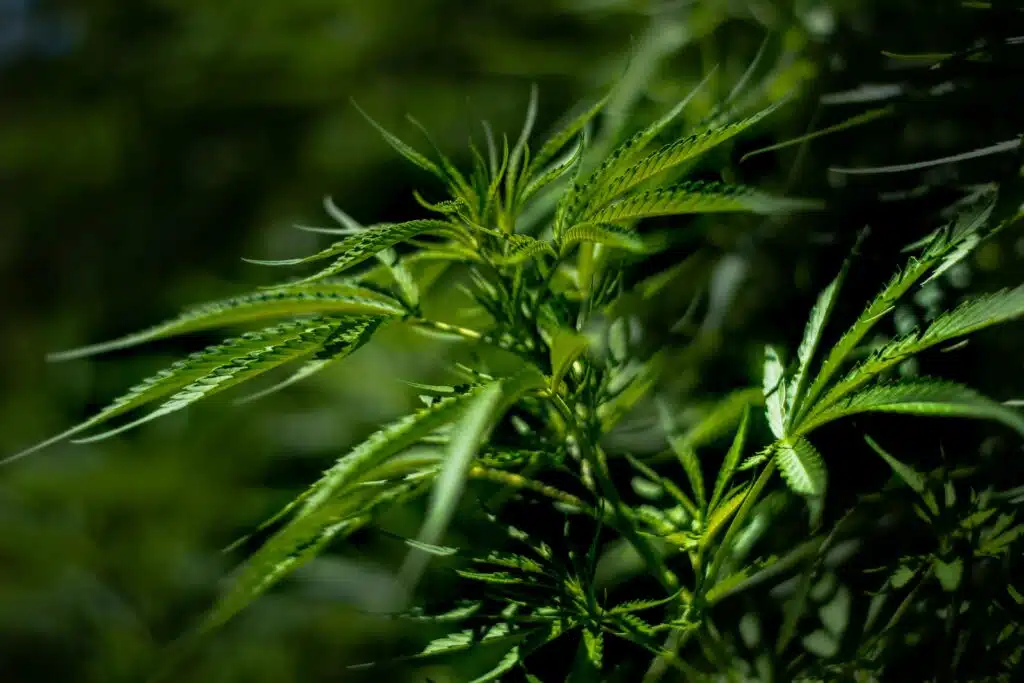 Qu'est-ce que le cannabis au Canada ?