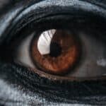 persons brown eye