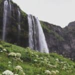 Découvrez la faune et la flore du Lagon Bleu d'Islande : un monde fascinant et préservé