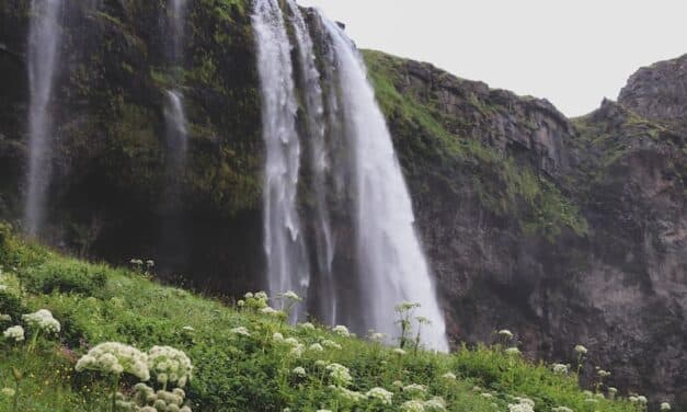 Découvrez la faune et la flore du Lagon Bleu d’Islande : un monde fascinant et préservé