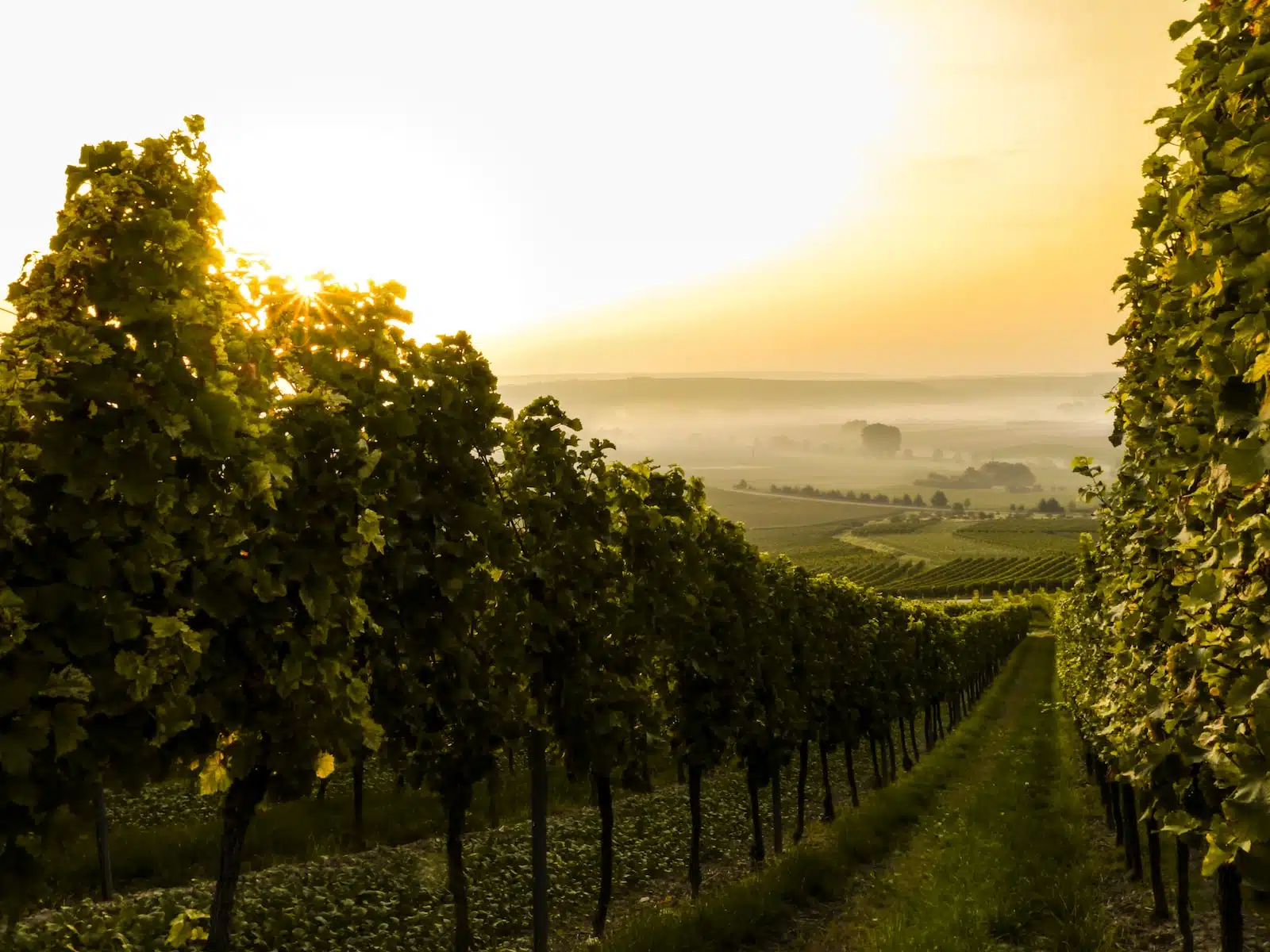 La vente à la propriété de vins : qualité et saveurs authentiques