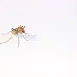 Fabriquez un anti-moustique naturel pour bébé à la maison : Recette et conseils