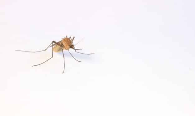 Fabriquez un anti-moustique naturel pour bébé à la maison : Recette et conseils