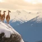 Explorez la magie de la Patagonie hivernale !